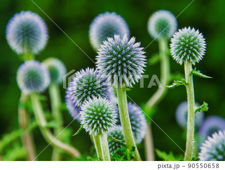 ヒゴタイの花(熊本県阿蘇郡産山村) 90550658