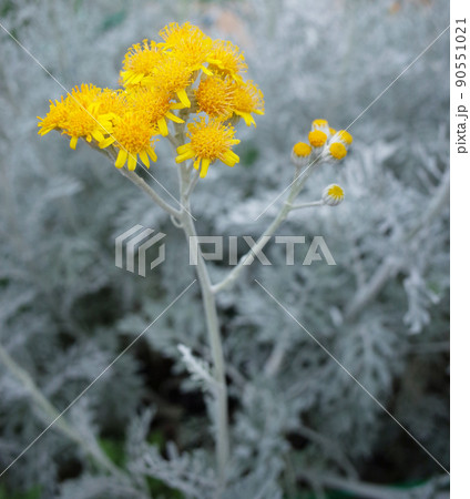 白くて黄色い花のダスティーミラー（白妙菊） 90551021