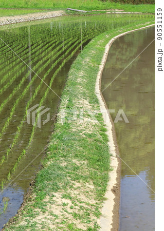 田んぼと畦道 90551159