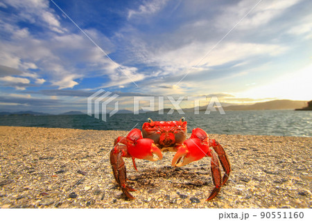 瀬戸内海を背にポーズをとるアカテガニ 90551160