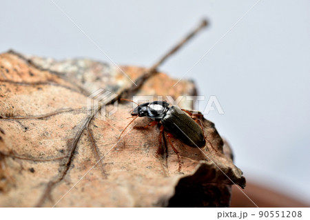Carpenter beetle side view on a dry leaf. Carpenter beetle side view on a dry leaf. 90551208