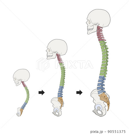 脊椎 発達 解剖学のイラスト素材
