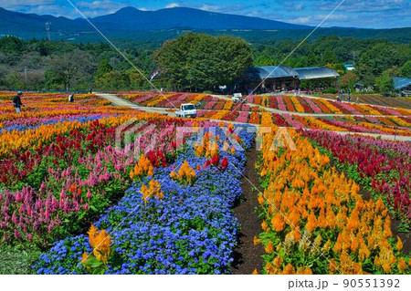 ケイトウ畑 90551392