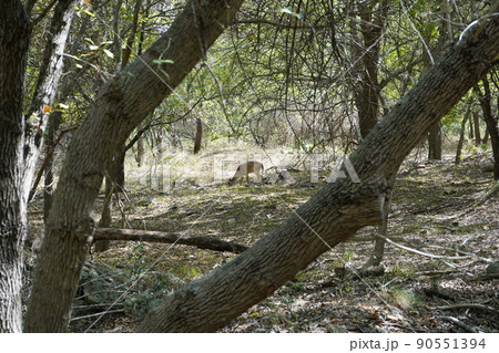 テキサス州サンアントニオ　公園にいた野生の鹿 90551394