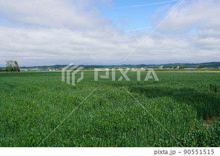 岩見沢市栗沢町の小麦畑 90551515