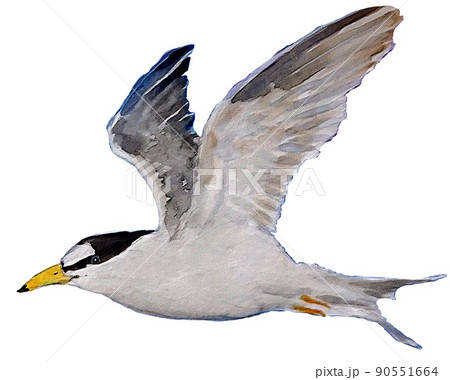 コアジサシ こあじさし 鳥 90551664