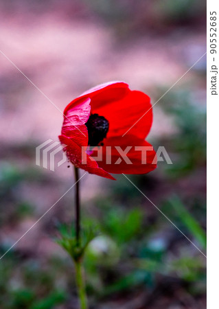 The red anemone flower belongs to the buttercup family and is a perennial herbaceous plant The red anemone flower belongs to the buttercup family and is a perennial herbaceous plant 90552685