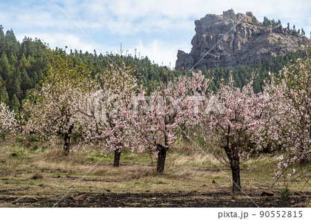 Gran Canaria, Caldera de Tejeda in February, almond trees in full bloom, Spain Gran Canaria, Caldera de Tejeda in February, almond trees in full bloom, Spain 90552815