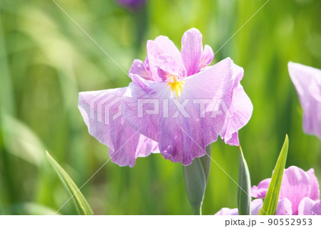 ハナショウブの絞り・桃色花【緑背景】 ハナショウブの絞り・桃色花【緑背景】 90552953