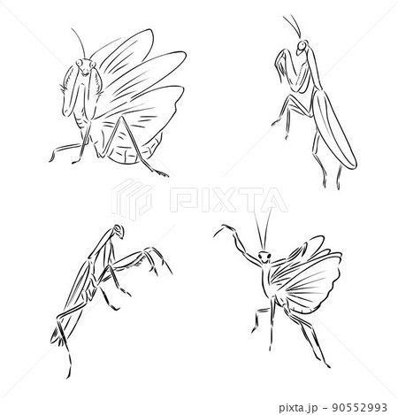 Vector antique engraving drawing illustration of praying mantis or stick mantis isolated on white background Vector antique engraving drawing illustration of praying mantis or stick mantis isolated on white background 90552993