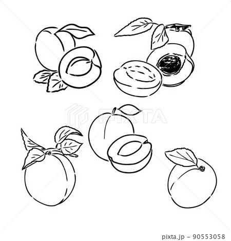 Apricot vector drawing set. Hand drawn fruit and sliced pieces. Summer food engraved style illustration. Detailed vegetarian sketch. Great for label, poster, print, menu Apricot vector drawing set. Hand drawn fruit and sliced pieces. Summer food engraved style illustration. Detailed vegetarian sketch. Great for label, poster, print, menu 90553058