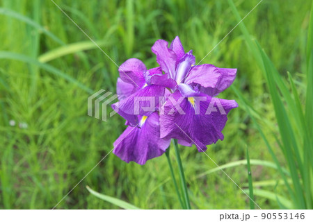 ハナショウブの紫色花【緑背景】 ハナショウブの紫色花【緑背景】 90553146