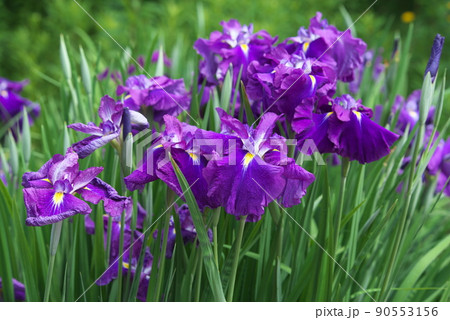 ハナショウブの紫色花【緑背景】 ハナショウブの紫色花【緑背景】 90553156