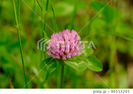 ムラサキツメクサ 90553205