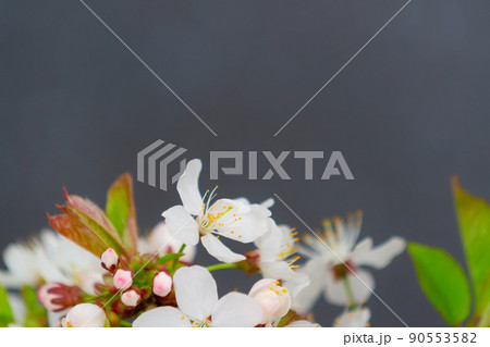 Tree blossoming branch with white flowers Tree blossoming branch with white flowers 90553582