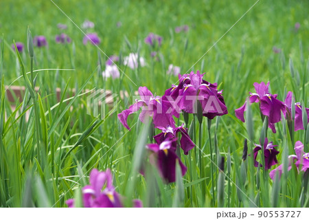 ハナショウブの赤紫色花【緑背景】 ハナショウブの赤紫色花【緑背景】 90553727