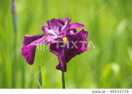 ハナショウブの赤紫色花【緑背景】 ハナショウブの赤紫色花【緑背景】 90553728