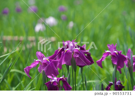 ハナショウブの赤紫色花【緑背景】 ハナショウブの赤紫色花【緑背景】 90553731