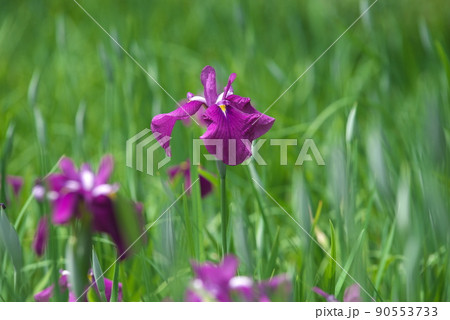 ハナショウブの赤紫色花【緑背景】 90553733