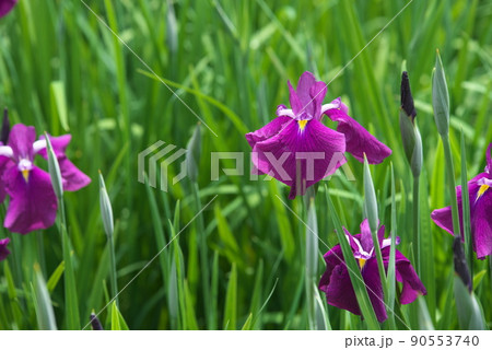 ハナショウブの赤紫色花【緑背景】 ハナショウブの赤紫色花【緑背景】 90553740