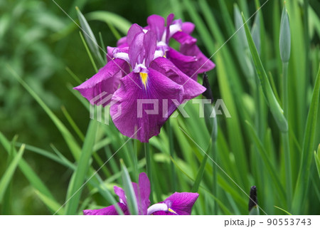 ハナショウブの赤紫色花【緑背景】 ハナショウブの赤紫色花【緑背景】 90553743