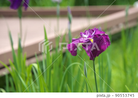 ハナショウブの赤紫色花【緑背景】 ハナショウブの赤紫色花【緑背景】 90553745