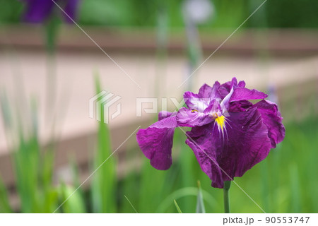 ハナショウブの赤紫色花【緑背景】 ハナショウブの赤紫色花【緑背景】 90553747
