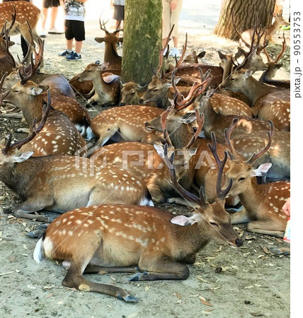 くつろぐ鹿達 くつろぐ鹿達 90553753