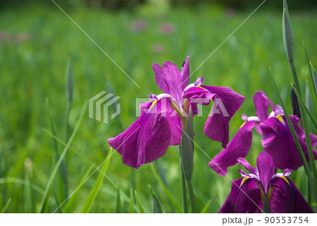 ハナショウブの赤紫色花【緑背景】 ハナショウブの赤紫色花【緑背景】 90553754