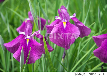 ハナショウブの赤紫色花【緑背景】 ハナショウブの赤紫色花【緑背景】 90553761