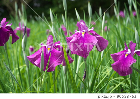 ハナショウブの赤紫色花【緑背景】 ハナショウブの赤紫色花【緑背景】 90553763