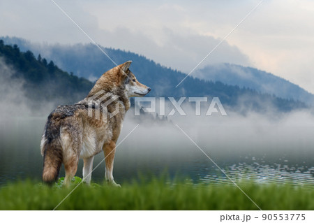 Wolf stands in the grass and looks into the distance against the backdrop of mountains Wolf stands in the grass and looks into the distance against the backdrop of mountains 90553775