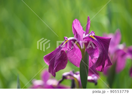 ハナショウブの赤紫色花【緑背景】 ハナショウブの赤紫色花【緑背景】 90553779