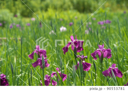 ハナショウブの赤紫色花【緑背景】 ハナショウブの赤紫色花【緑背景】 90553781