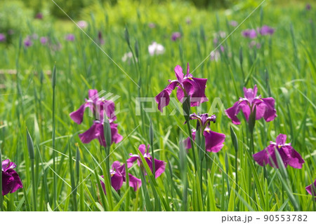 ハナショウブの赤紫色花【緑背景】 ハナショウブの赤紫色花【緑背景】 90553782