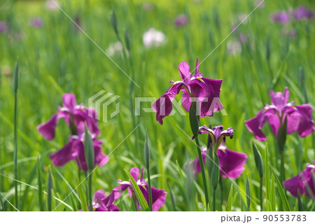 ハナショウブの赤紫色花【緑背景】 90553783