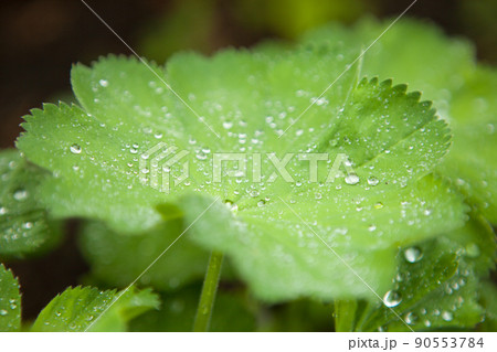 lady-s mantles plant - green leaf with water drops or raindrops lady-s mantles plant - green leaf with water drops or raindrops 90553784