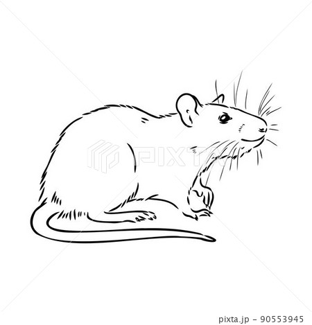 Rat sketch drawn by hand. Black and white vector illustration. Rat sketch drawn by hand. Black and white vector illustration. 90553945