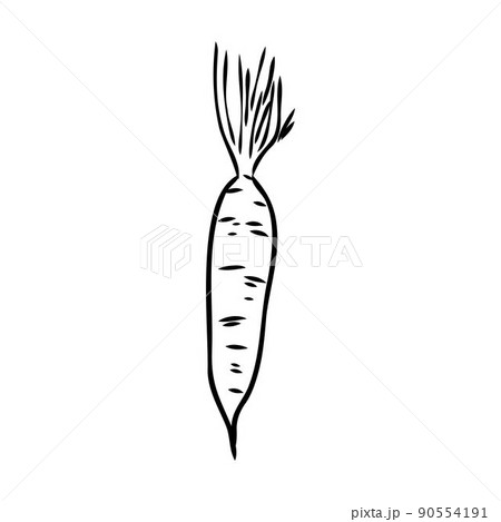 carrot line vector illustration, isolated on white background,top view 90554191