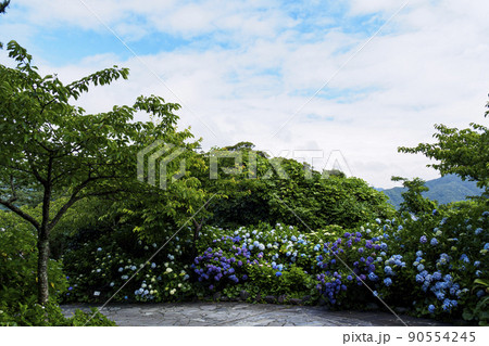 伊豆半島の静岡県下田市下田公園のあじさい祭り 伊豆半島の静岡県下田市下田公園のあじさい祭り 90554245