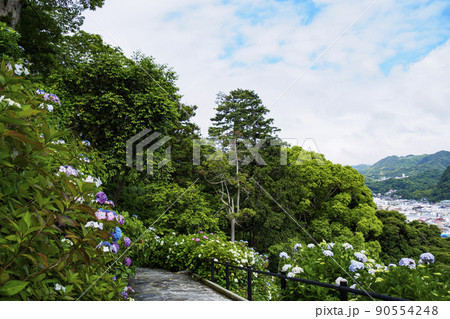 伊豆半島の静岡県下田市下田公園のあじさい祭り 伊豆半島の静岡県下田市下田公園のあじさい祭り 90554248