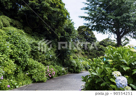 伊豆半島の静岡県下田市下田公園のあじさい祭り 伊豆半島の静岡県下田市下田公園のあじさい祭り 90554251