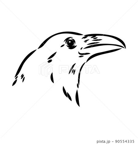 Hand-drawn black crow. Raven, bird sketch, vector illustration Hand-drawn black crow. Raven, bird sketch, vector illustration 90554335
