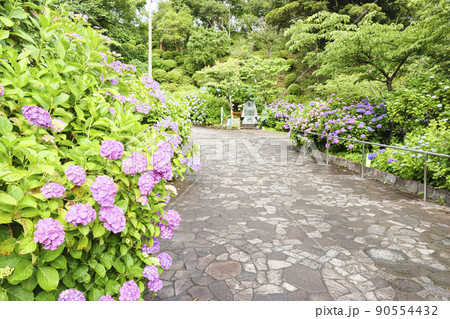 伊豆半島の静岡県下田市下田公園の日本一のあじさい祭りの写真素材