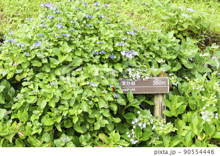 伊豆半島の静岡県下田市下田公園の日本一のあじさい祭り 90554446