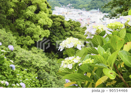 伊豆半島の静岡県下田市下田公園の日本一のあじさい祭り 伊豆半島の静岡県下田市下田公園の日本一のあじさい祭り 90554466