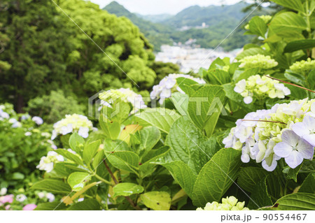 伊豆半島の静岡県下田市下田公園の日本一のあじさい祭り 90554467