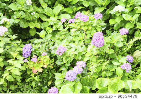 伊豆半島の静岡県下田市下田公園の日本一のあじさい祭りの写真素材
