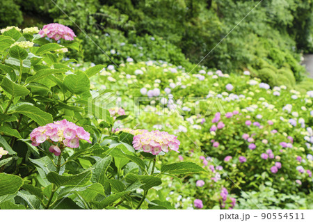 静岡県下田市の日本一の15万株300万輪の下田公園のあじさい祭り 90554511