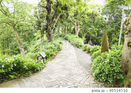 静岡県下田市の日本一の15万株300万輪の下田公園のあじさい祭り 90554530